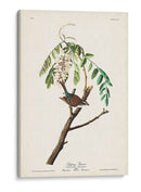 Pl. 104 Gorrión De Astillas - John James Audubon | Cuadro decorativo de Canvas Lab