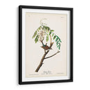 Pl. 104 Gorrión De Astillas - John James Audubon | Cuadro decorativo de Canvas Lab