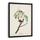 Pl. 104 Gorrión De Astillas - John James Audubon | Cuadro decorativo de Canvas Lab
