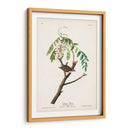 Pl. 104 Gorrión De Astillas - John James Audubon | Cuadro decorativo de Canvas Lab