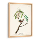 Pl. 104 Gorrión De Astillas - John James Audubon | Cuadro decorativo de Canvas Lab
