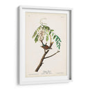 Pl. 104 Gorrión De Astillas - John James Audubon | Cuadro decorativo de Canvas Lab