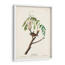 Pl. 104 Gorrión De Astillas - John James Audubon | Cuadro decorativo de Canvas Lab