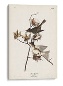 Pl. 120 Pewit Flycatcher - John James Audubon | Cuadro decorativo de Canvas Lab
