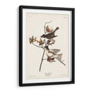 Pl. 120 Pewit Flycatcher - John James Audubon | Cuadro decorativo de Canvas Lab