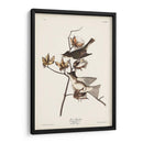 Pl. 120 Pewit Flycatcher - John James Audubon | Cuadro decorativo de Canvas Lab