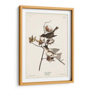 Pl. 120 Pewit Flycatcher - John James Audubon | Cuadro decorativo de Canvas Lab