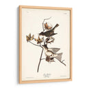Pl. 120 Pewit Flycatcher - John James Audubon | Cuadro decorativo de Canvas Lab