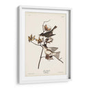 Pl. 120 Pewit Flycatcher - John James Audubon | Cuadro decorativo de Canvas Lab