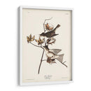 Pl. 120 Pewit Flycatcher - John James Audubon | Cuadro decorativo de Canvas Lab
