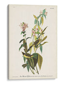 Pl. 124 Green Black-Capt Flycatcher - John James Audubon | Cuadro decorativo de Canvas Lab