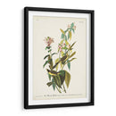 Pl. 124 Green Black-Capt Flycatcher - John James Audubon | Cuadro decorativo de Canvas Lab