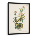 Pl. 124 Green Black-Capt Flycatcher - John James Audubon | Cuadro decorativo de Canvas Lab