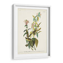 Pl. 124 Green Black-Capt Flycatcher - John James Audubon | Cuadro decorativo de Canvas Lab