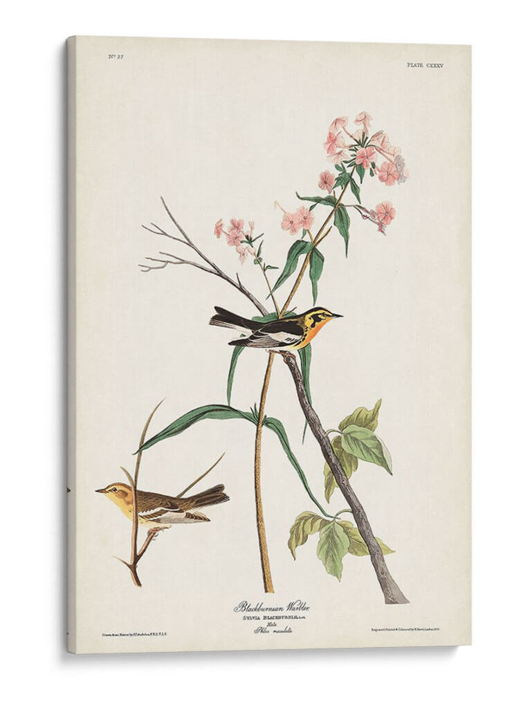 Pl. 135 Blackburnian Warbler - John James Audubon | Cuadro decorativo de Canvas Lab