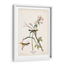 Pl. 135 Blackburnian Warbler - John James Audubon | Cuadro decorativo de Canvas Lab