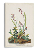 Pl. 139 Gorrión De Campo - John James Audubon | Cuadro decorativo de Canvas Lab