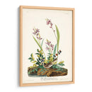 Pl. 139 Gorrión De Campo - John James Audubon | Cuadro decorativo de Canvas Lab
