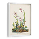 Pl. 139 Gorrión De Campo - John James Audubon | Cuadro decorativo de Canvas Lab