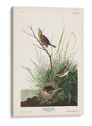 Pl. 149 Pinzón De Cola Afilada - John James Audubon | Cuadro decorativo de Canvas Lab