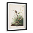 Pl. 149 Pinzón De Cola Afilada - John James Audubon | Cuadro decorativo de Canvas Lab