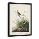 Pl. 149 Pinzón De Cola Afilada - John James Audubon | Cuadro decorativo de Canvas Lab