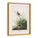 Pl. 149 Pinzón De Cola Afilada - John James Audubon | Cuadro decorativo de Canvas Lab