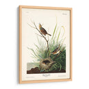 Pl. 149 Pinzón De Cola Afilada - John James Audubon | Cuadro decorativo de Canvas Lab