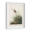 Pl. 149 Pinzón De Cola Afilada - John James Audubon | Cuadro decorativo de Canvas Lab