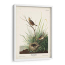 Pl. 149 Pinzón De Cola Afilada - John James Audubon | Cuadro decorativo de Canvas Lab