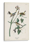 Pl. 153 Curruca Amarilla - John James Audubon | Cuadro decorativo de Canvas Lab