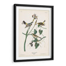 Pl. 153 Curruca Amarilla - John James Audubon | Cuadro decorativo de Canvas Lab