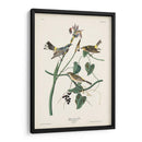 Pl. 153 Curruca Amarilla - John James Audubon | Cuadro decorativo de Canvas Lab