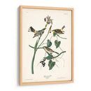 Pl. 153 Curruca Amarilla - John James Audubon | Cuadro decorativo de Canvas Lab