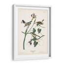Pl. 153 Curruca Amarilla - John James Audubon | Cuadro decorativo de Canvas Lab