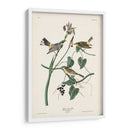 Pl. 153 Curruca Amarilla - John James Audubon | Cuadro decorativo de Canvas Lab