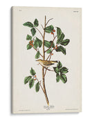 Pl. 154 Warbler Tennessee - John James Audubon | Cuadro decorativo de Canvas Lab