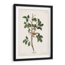 Pl. 154 Warbler Tennessee - John James Audubon | Cuadro decorativo de Canvas Lab