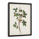 Pl. 154 Warbler Tennessee - John James Audubon | Cuadro decorativo de Canvas Lab