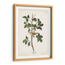 Pl. 154 Warbler Tennessee - John James Audubon | Cuadro decorativo de Canvas Lab