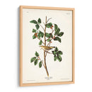 Pl. 154 Warbler Tennessee - John James Audubon | Cuadro decorativo de Canvas Lab