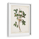 Pl. 154 Warbler Tennessee - John James Audubon | Cuadro decorativo de Canvas Lab