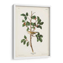 Pl. 154 Warbler Tennessee - John James Audubon | Cuadro decorativo de Canvas Lab