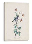 Pl. 155 Curruca Azul De Garganta Negra - John James Audubon | Cuadro decorativo de Canvas Lab