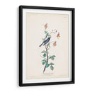 Pl. 155 Curruca Azul De Garganta Negra - John James Audubon | Cuadro decorativo de Canvas Lab