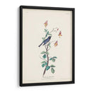 Pl. 155 Curruca Azul De Garganta Negra - John James Audubon | Cuadro decorativo de Canvas Lab