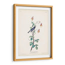 Pl. 155 Curruca Azul De Garganta Negra - John James Audubon | Cuadro decorativo de Canvas Lab