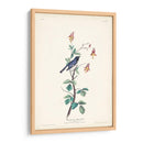 Pl. 155 Curruca Azul De Garganta Negra - John James Audubon | Cuadro decorativo de Canvas Lab