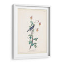 Pl. 155 Curruca Azul De Garganta Negra - John James Audubon | Cuadro decorativo de Canvas Lab