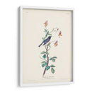 Pl. 155 Curruca Azul De Garganta Negra - John James Audubon | Cuadro decorativo de Canvas Lab